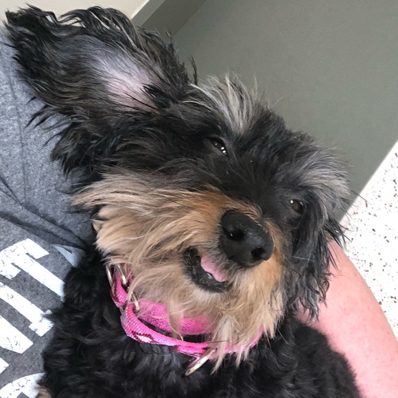 Meet your Posher, Candace - Picture 1 of 1